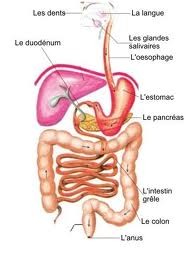 Anatomie du tube digestif