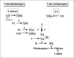 Cascade de la coagulation