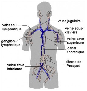 Adénopathie / Ganglion - Encyclopédie médicale